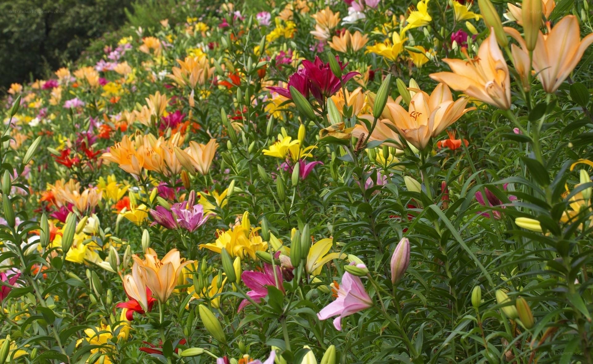 Colorful lily field in bloom