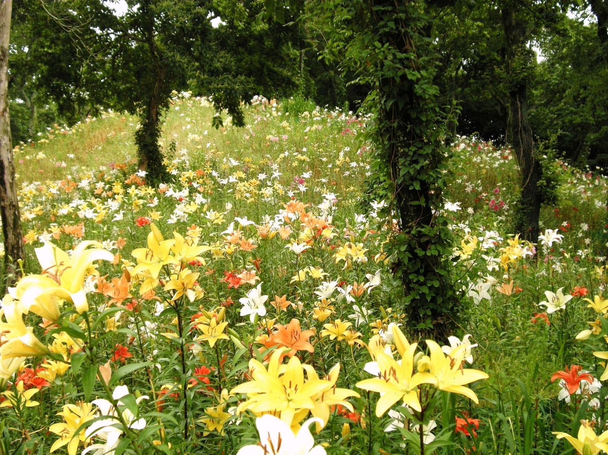 Colorful lily field in forest