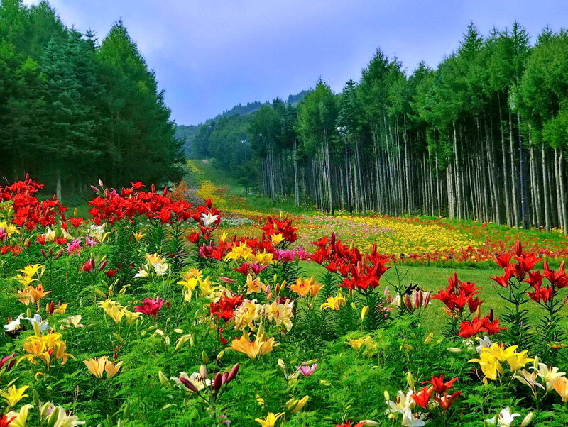Colorful Lily Field — Red