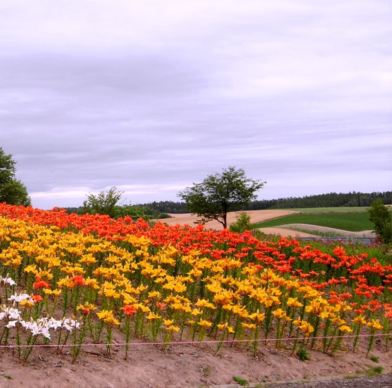 Colorful Lily Field
