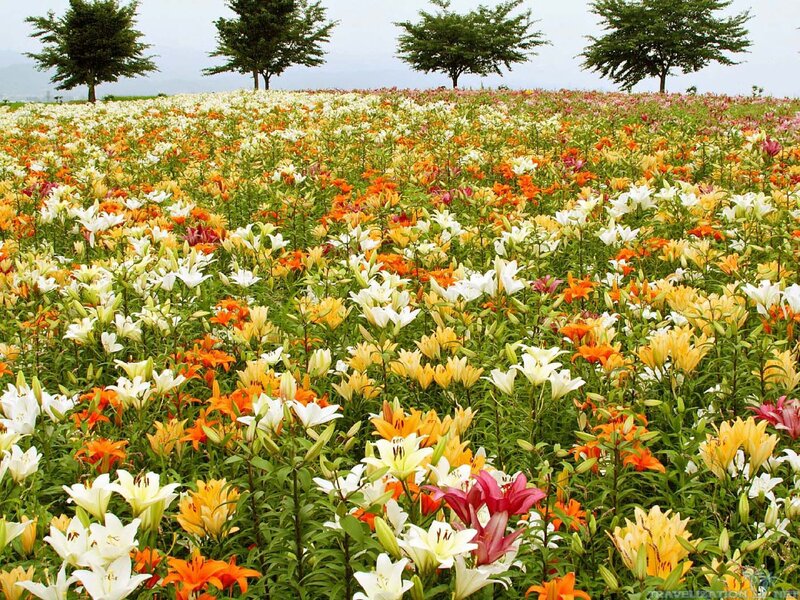Colorful Lily Field — White