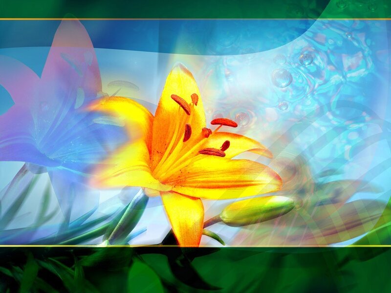 Colorful lily flower background