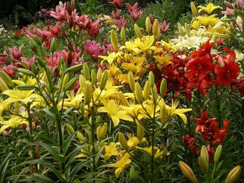 Colorful lily garden