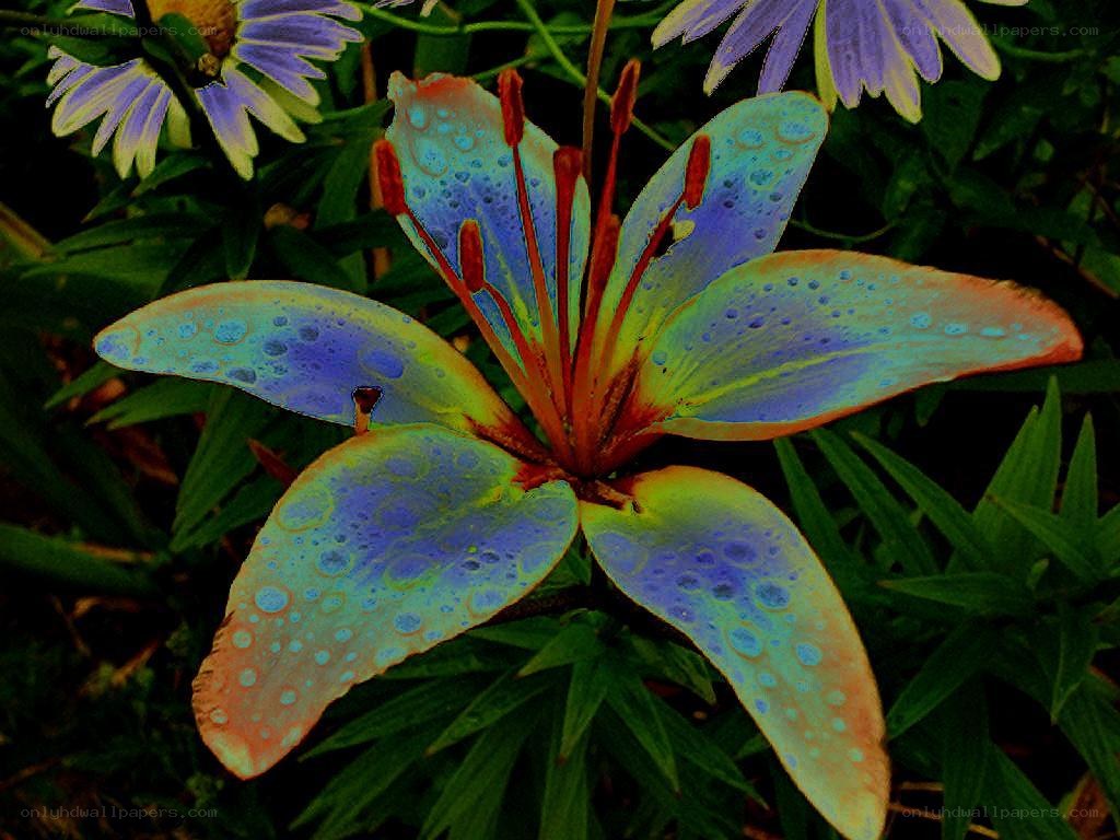 Colorful lily with dew drops