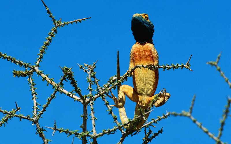 Colorful lizard on a branch