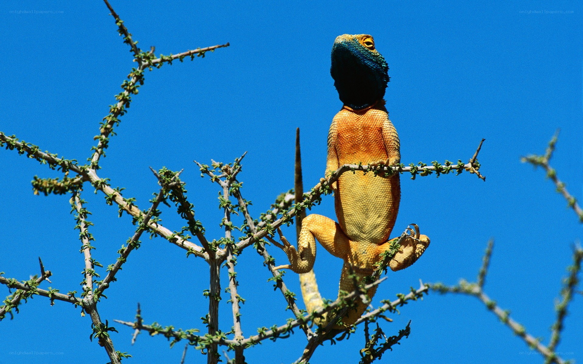 Colorful lizard on a branch
