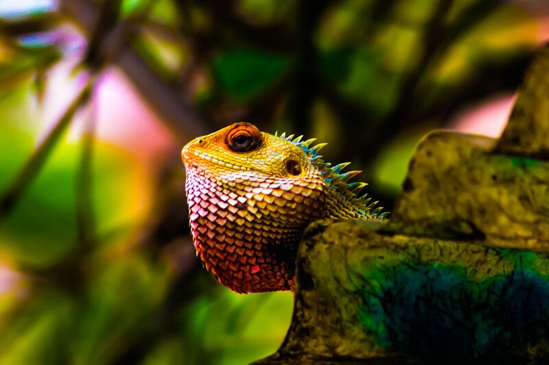 Colorful lizard on a branch