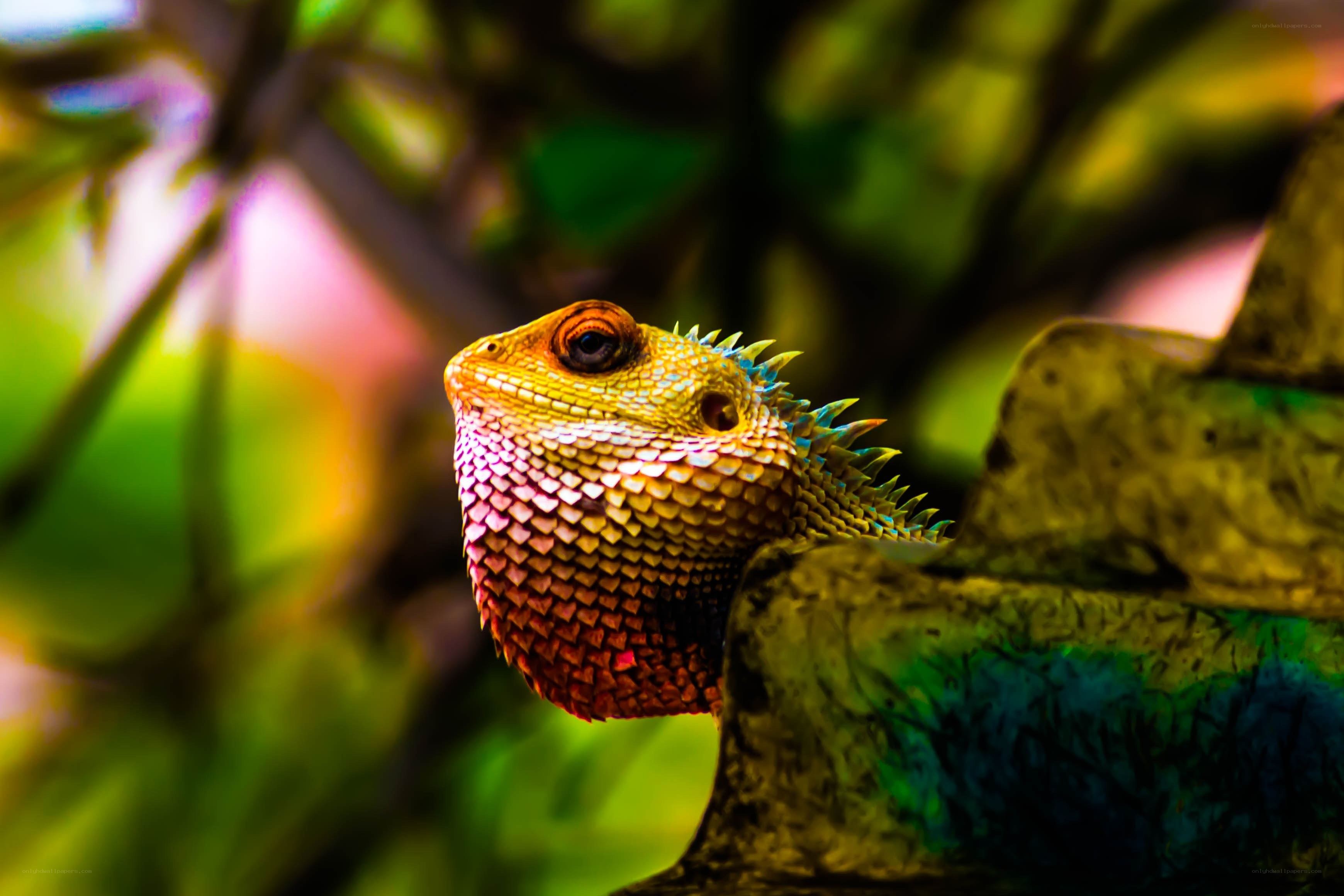 Colorful lizard on a branch