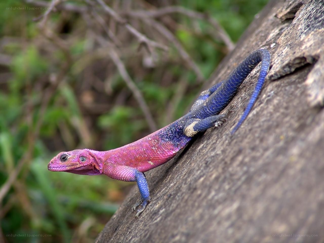 colorful lizard on a log