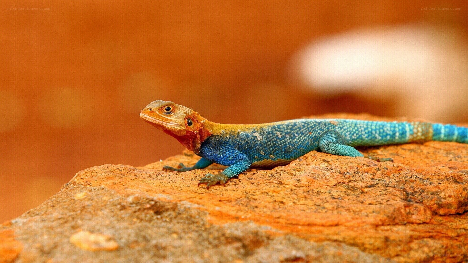 colorful lizard on a rock
