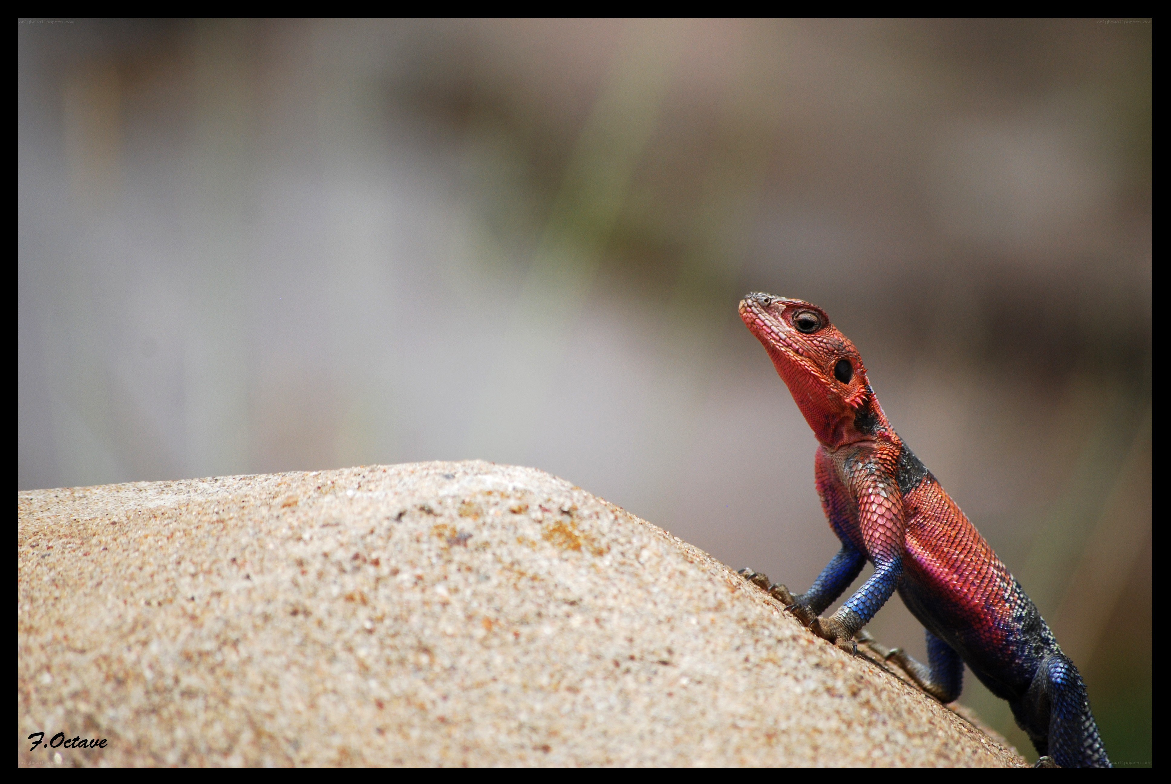 colorful lizard on a rock