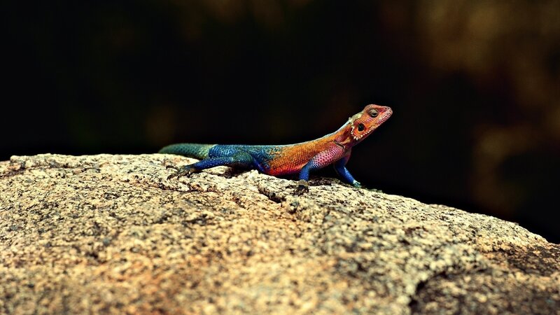 colorful lizard on a rock