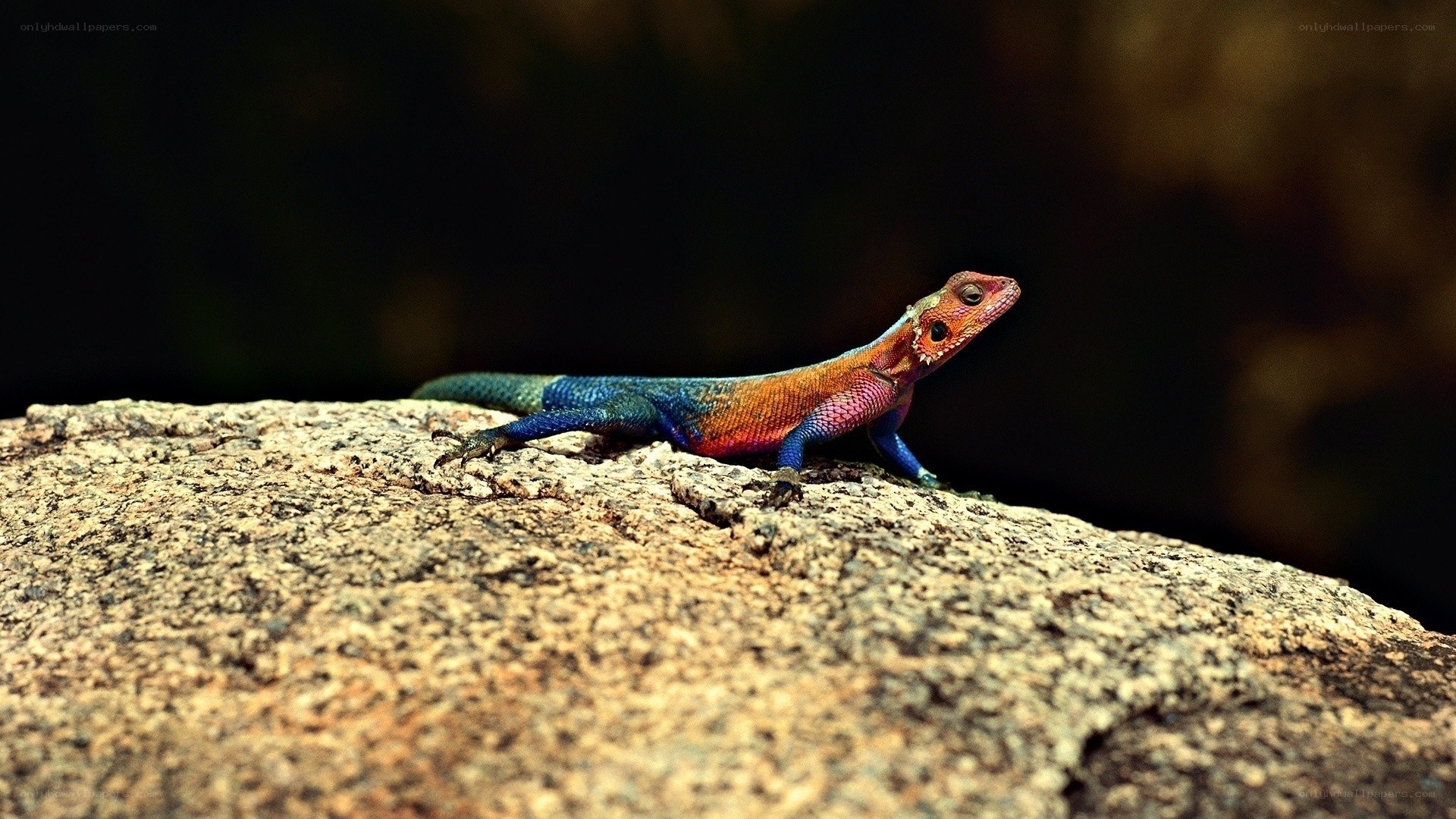 colorful lizard on a rock