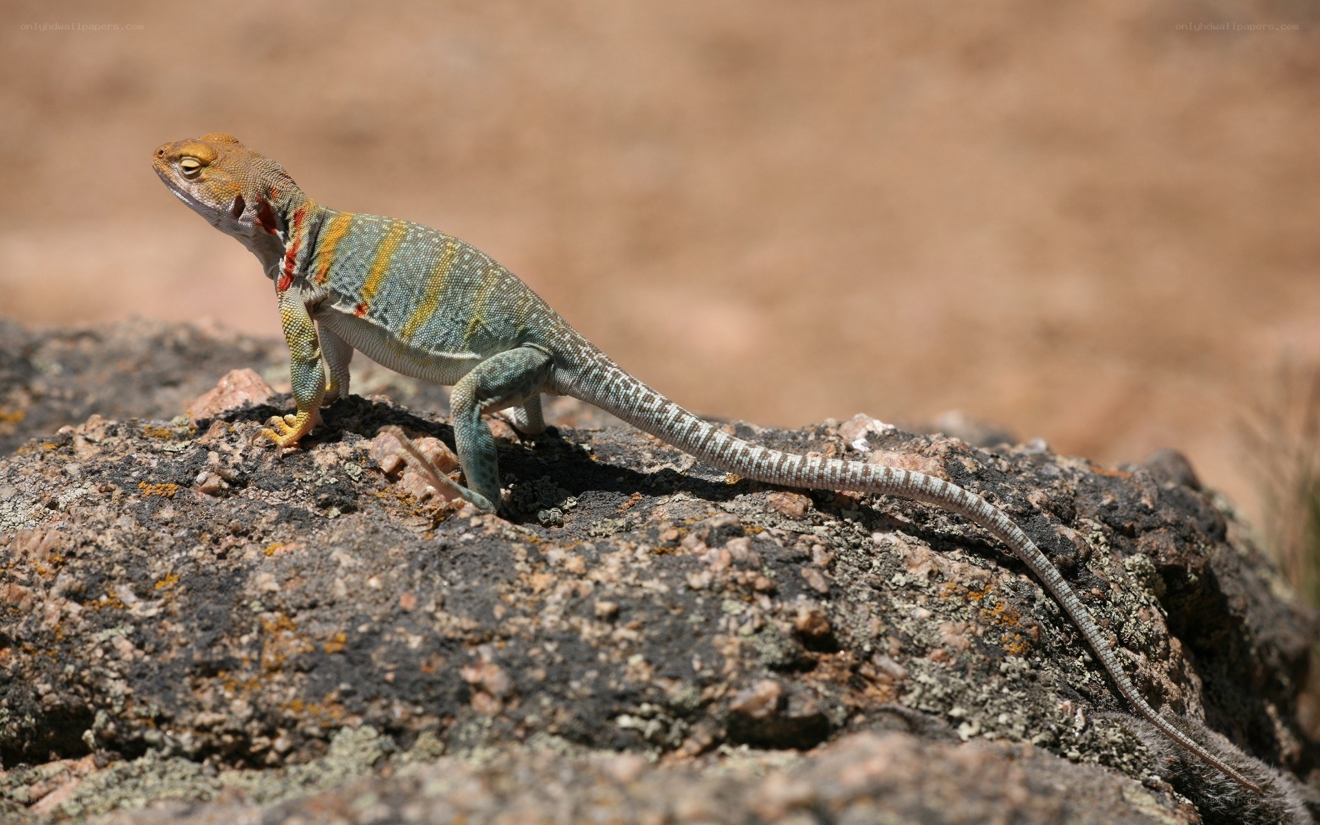 colorful lizard on a rock