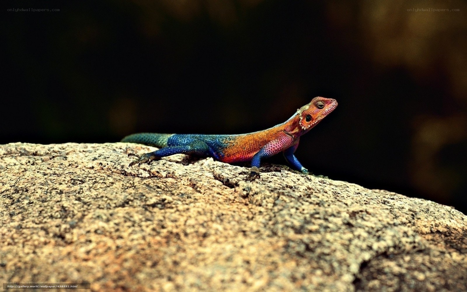 colorful lizard on a rock