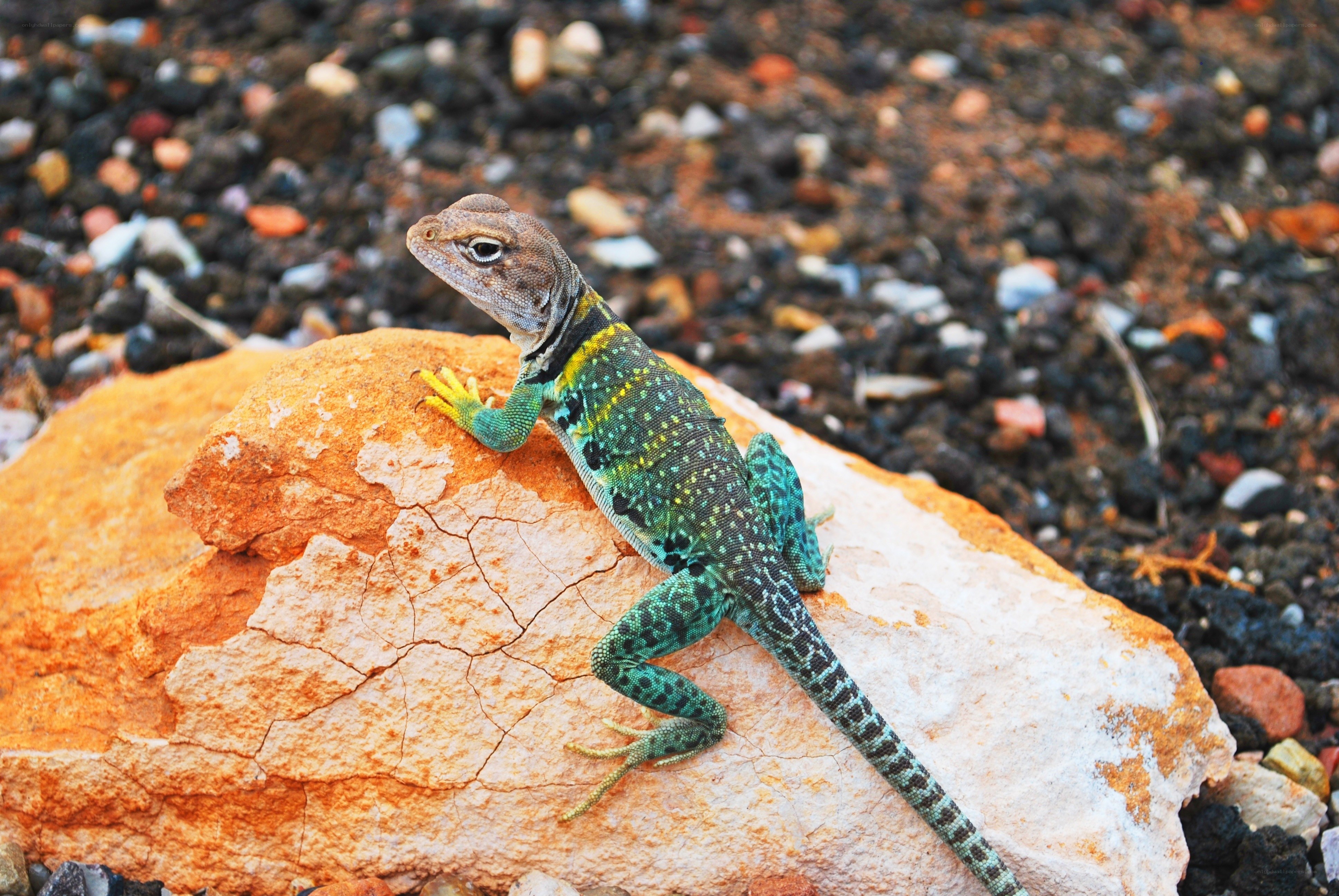 colorful lizard on a rock
