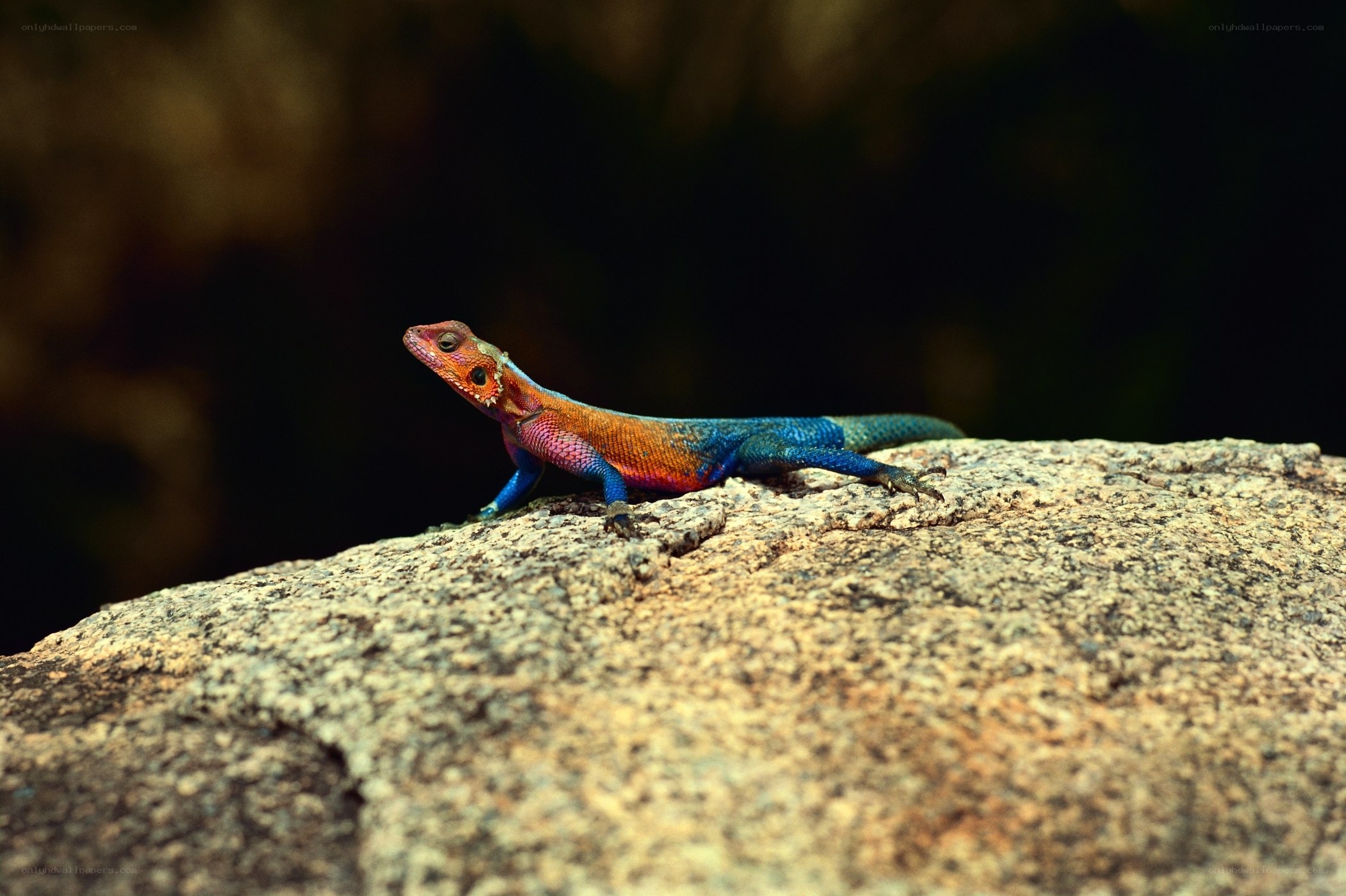 Colorful lizard on a rock