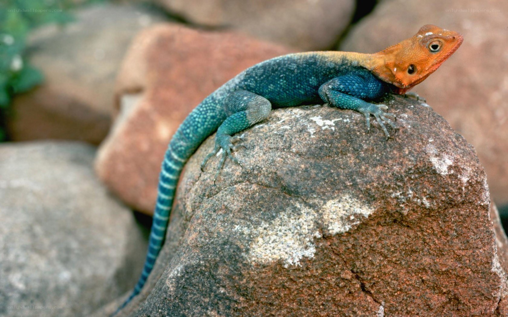colorful lizard on a rock