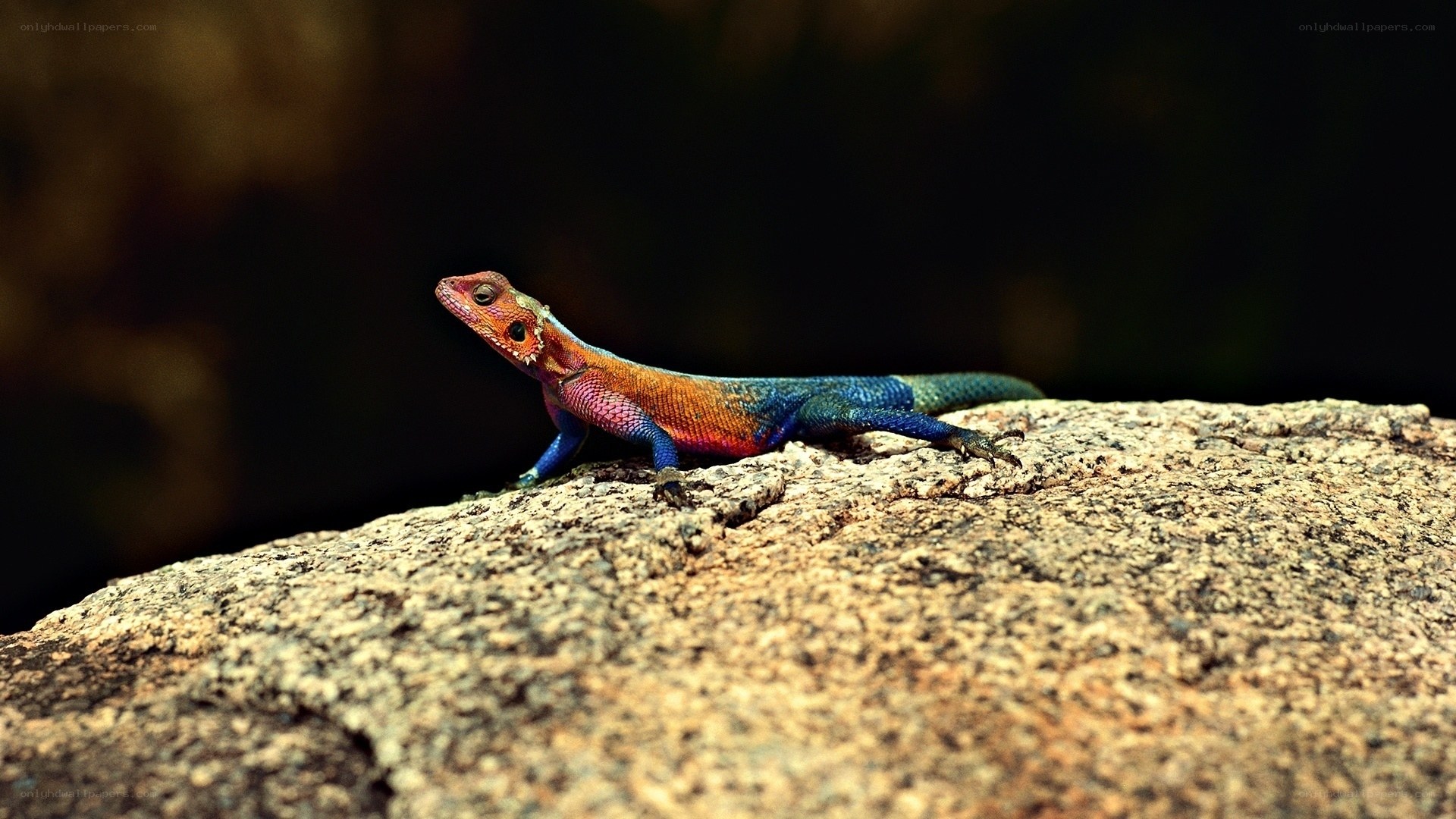 colorful lizard on a rock