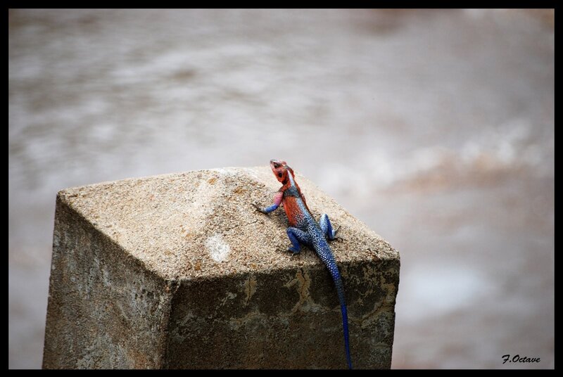 Colorful lizard on a stone post