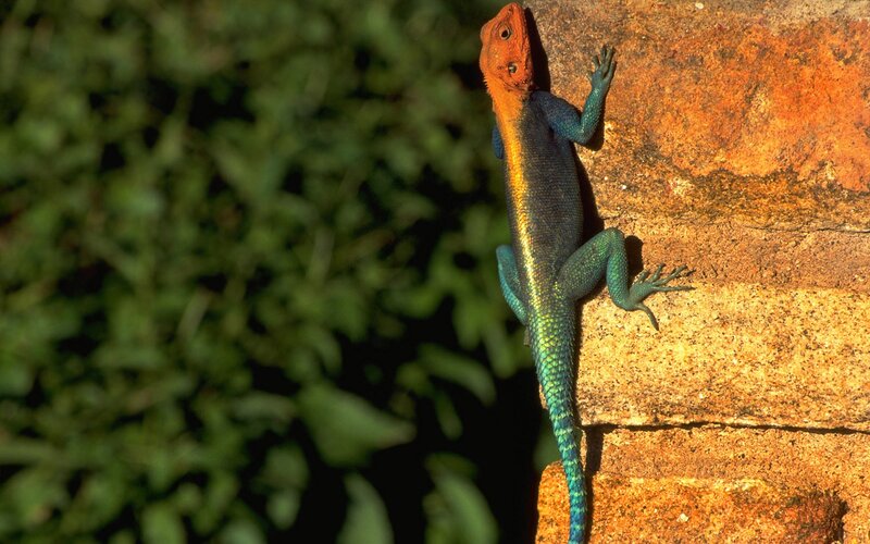 colorful lizard on a wall