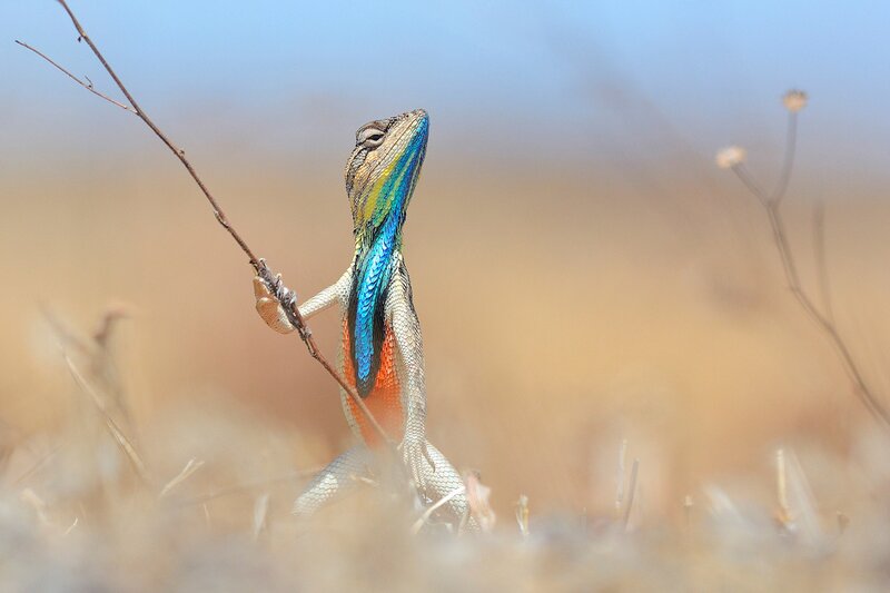 Colorful Lizard on Branch — Blue