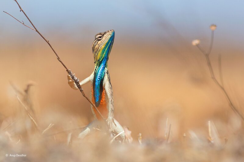 Colorful Lizard on Branch