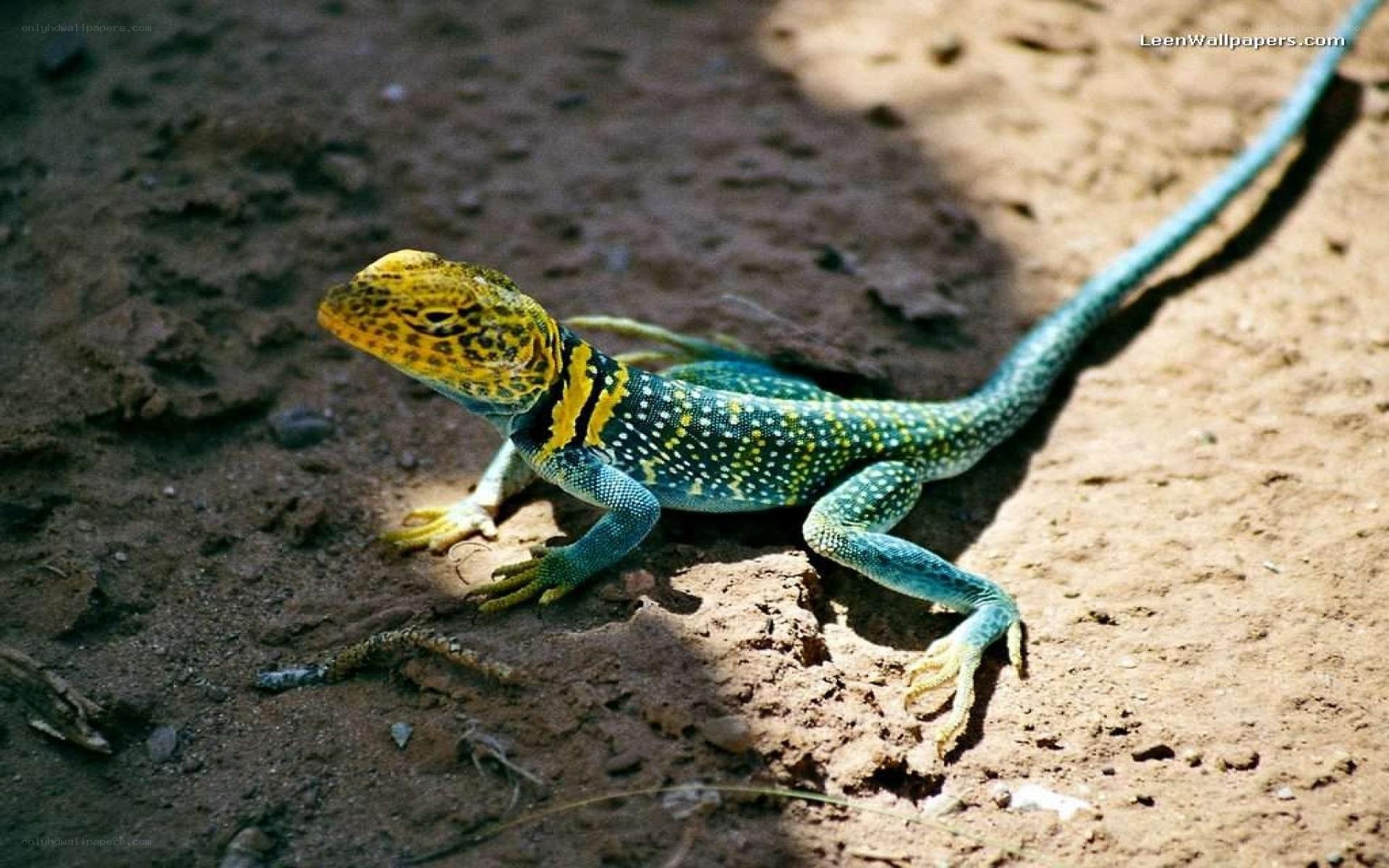 colorful lizard on dirt