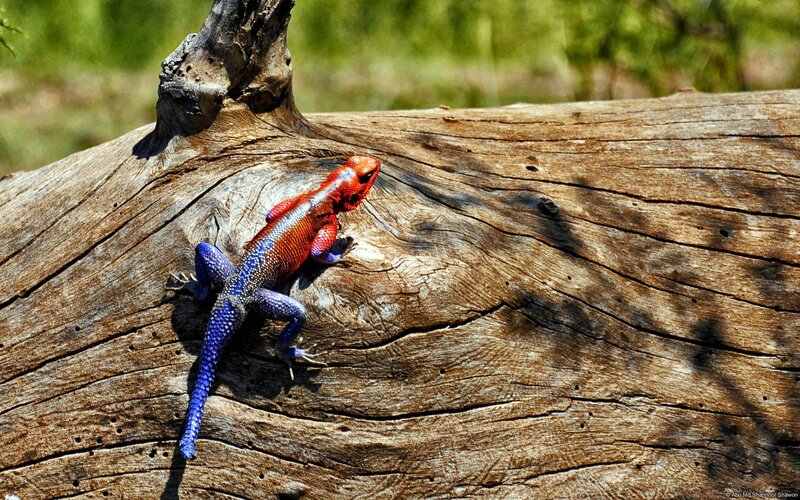 Colorful Lizard on Log — Red