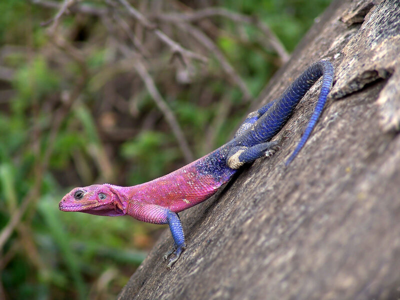 Colorful Lizard on Log