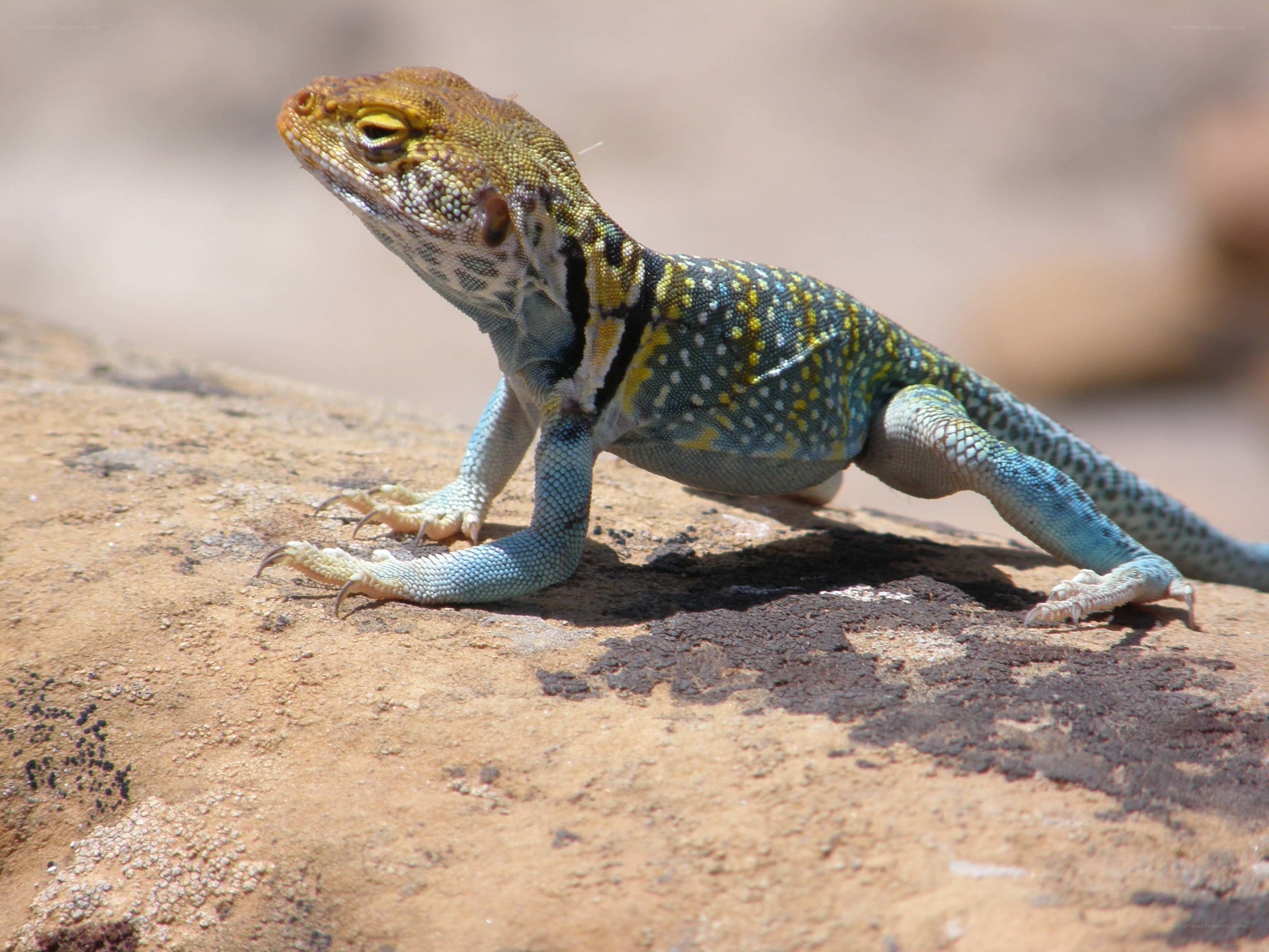 colorful lizard on rock