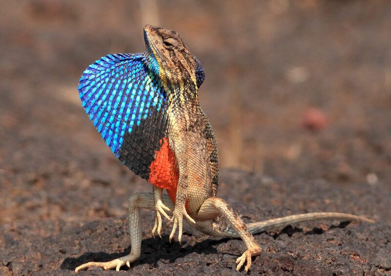 Colorful Lizard on Rock — Blue, Alert