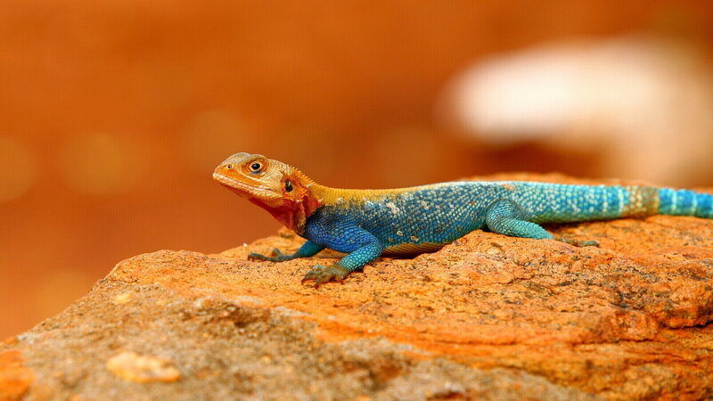 Colorful Lizard on Rock — Blue, Calm