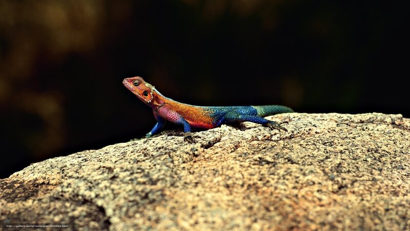 Colorful Lizard on Rock — Blue, Dramatic