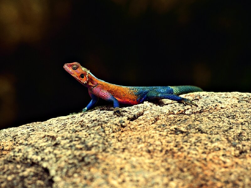 Colorful Lizard on Rock — Blue