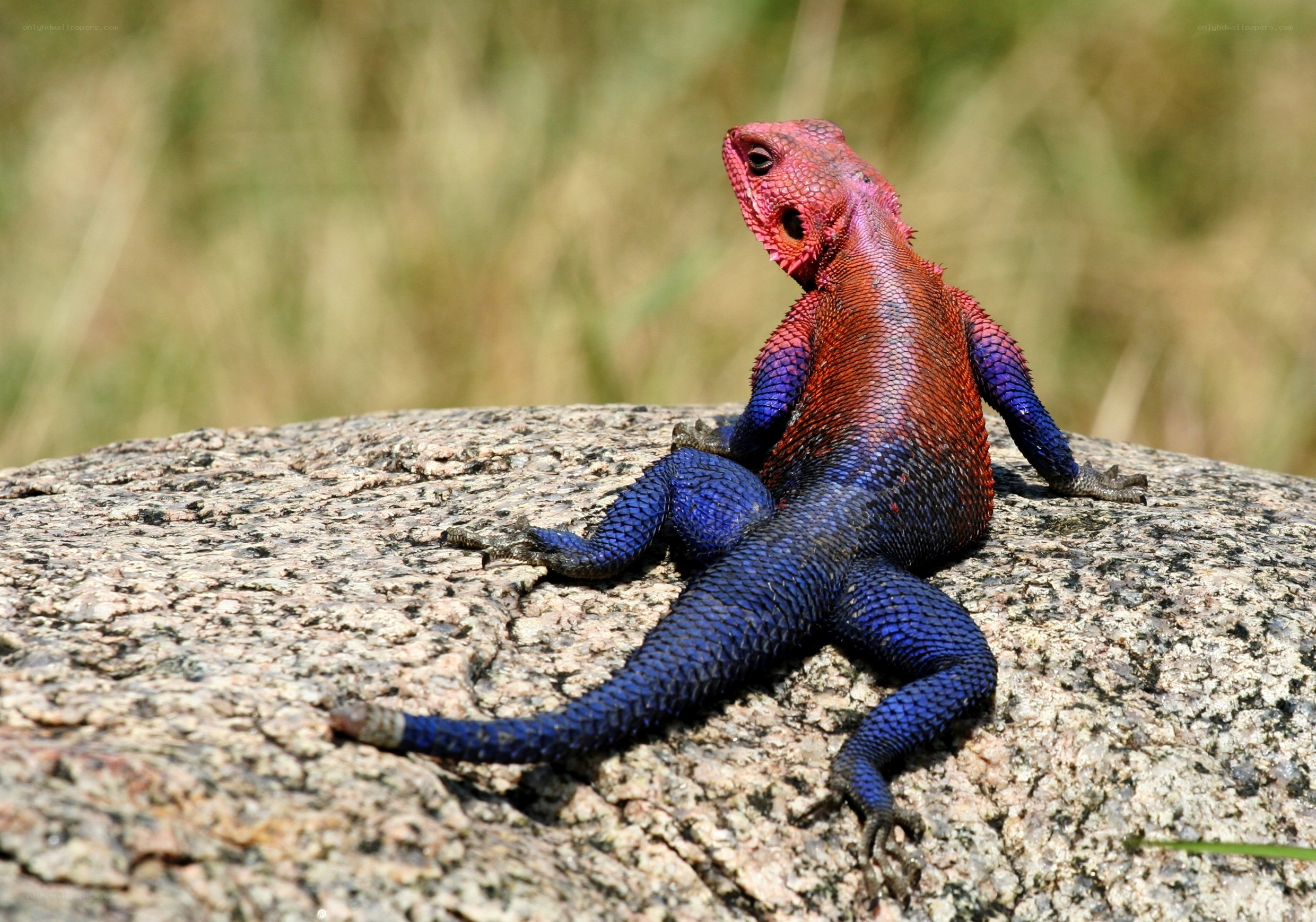 colorful lizard on rock