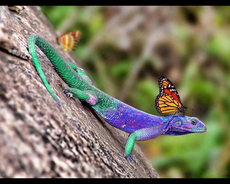 Colorful Lizard on Tree
