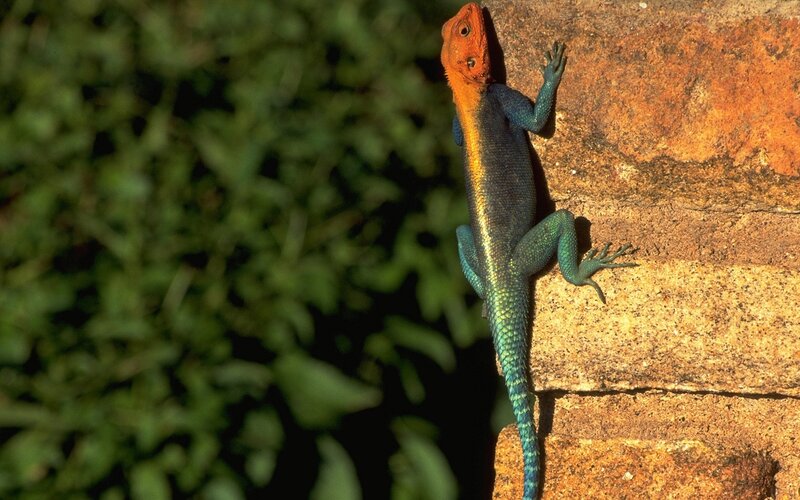 Colorful Lizard on Wall