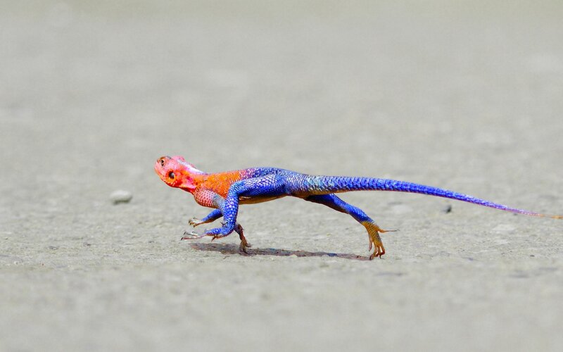 colorful lizard running