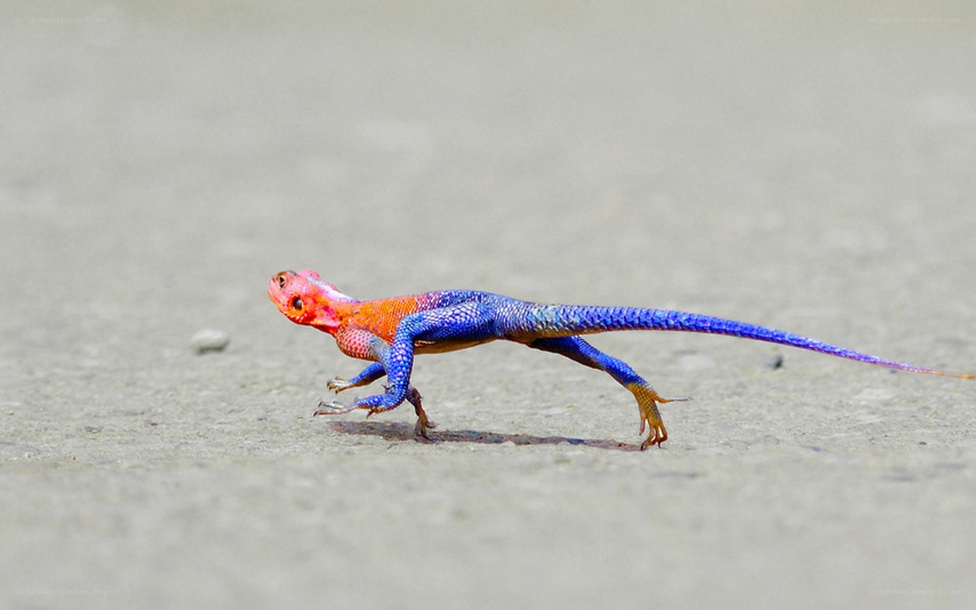 colorful lizard running