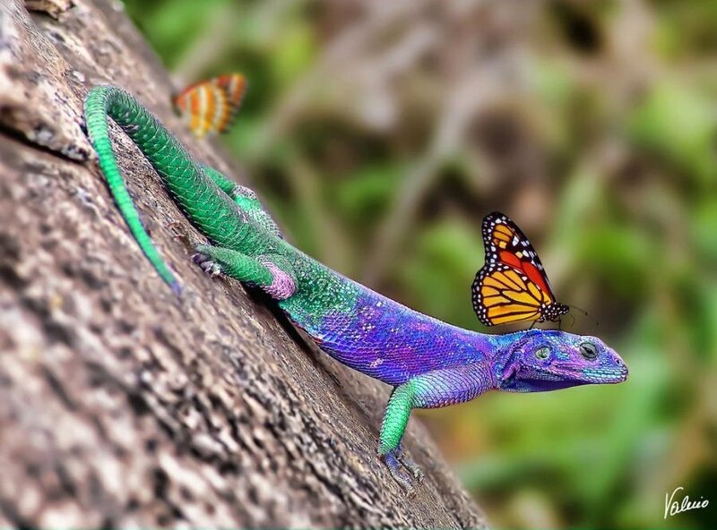 Colorful lizard with butterfly