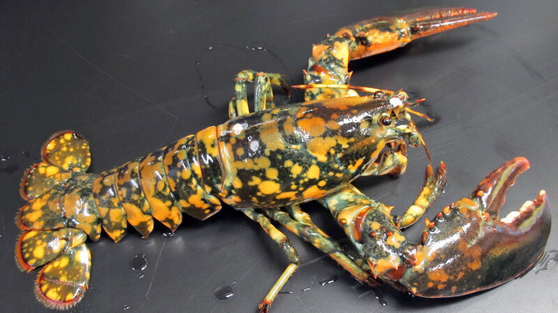 Colorful Lobster on Black Surface