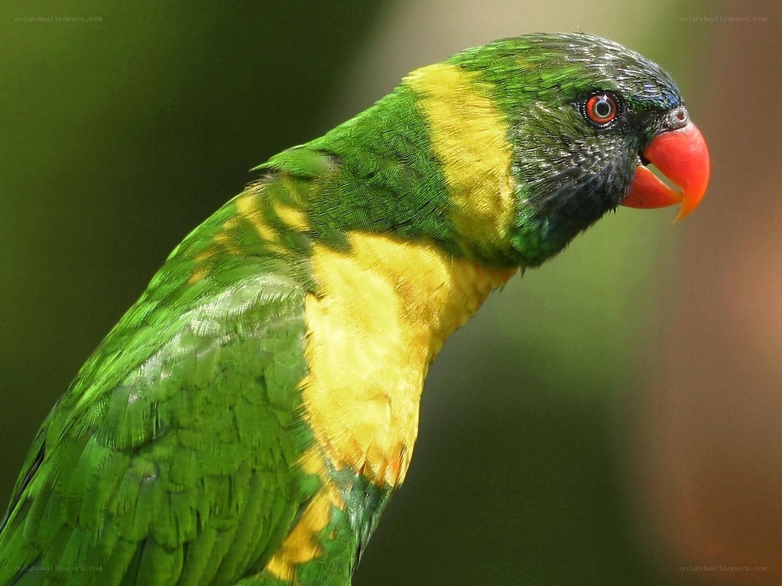 Colorful lorikeet parrot