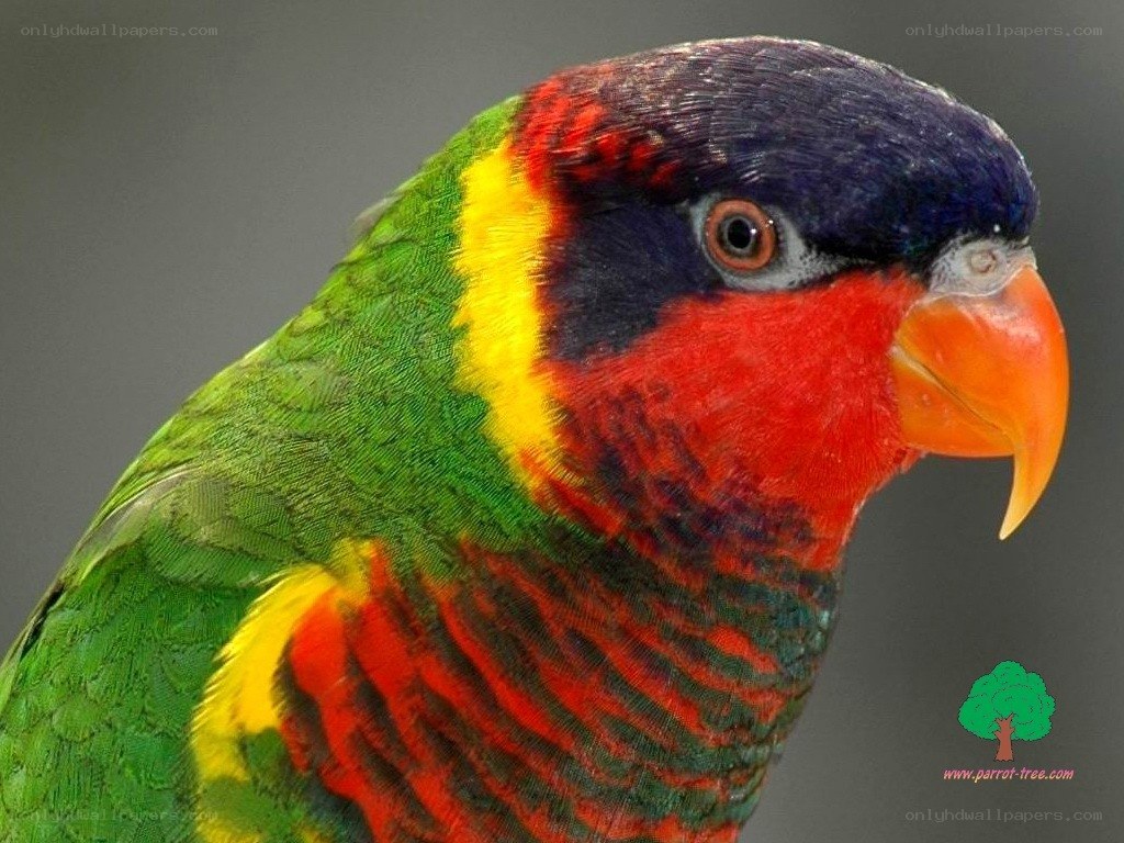 colorful lorikeet parrot