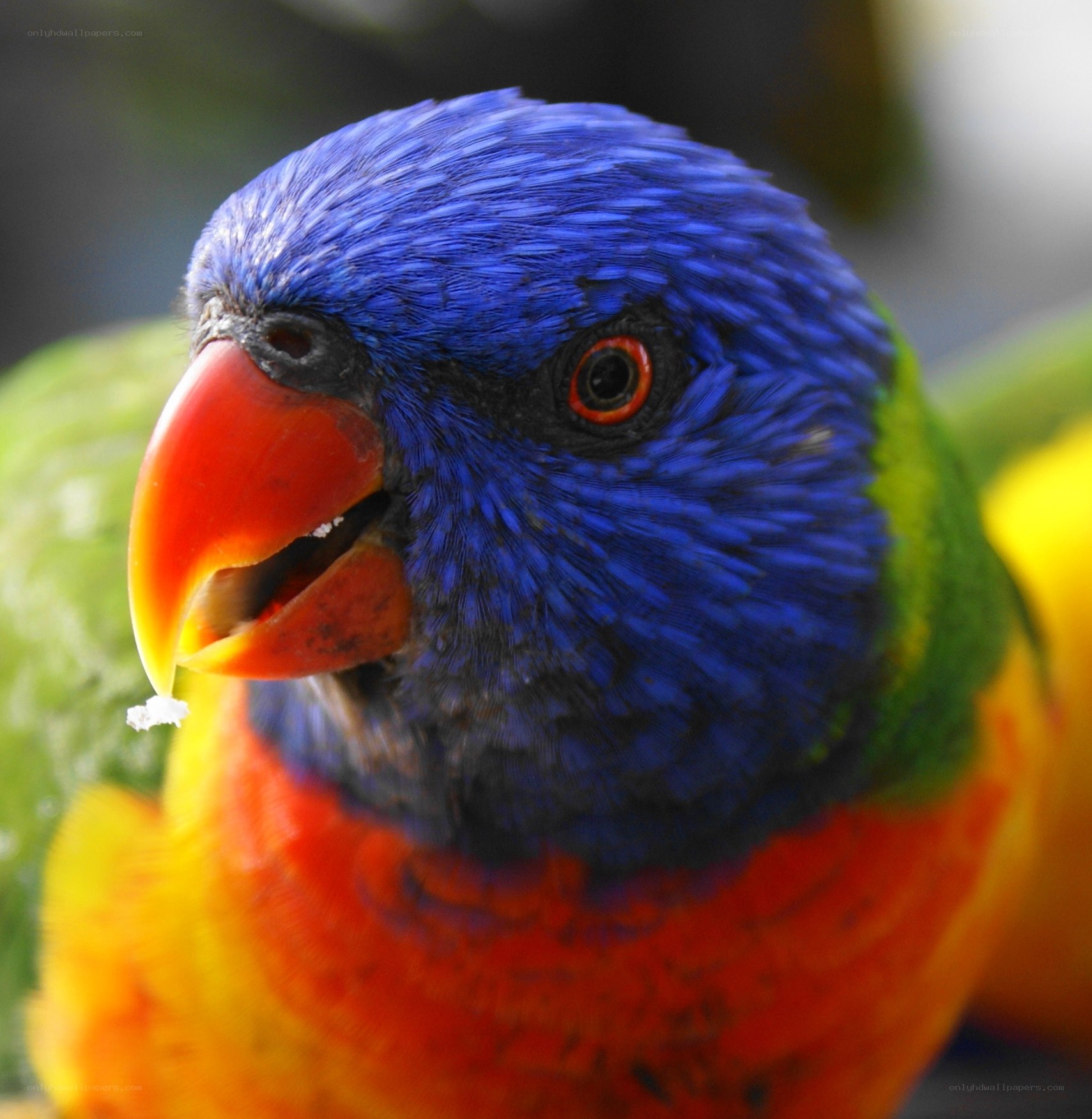 Colorful lorikeet parrot