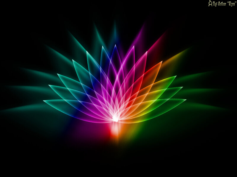 Colorful lotus flower