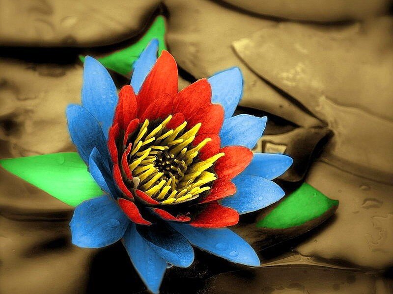 Colorful lotus flower on water