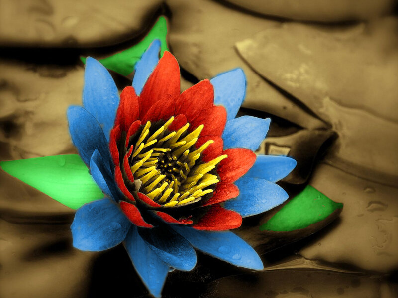 Colorful lotus flower on water