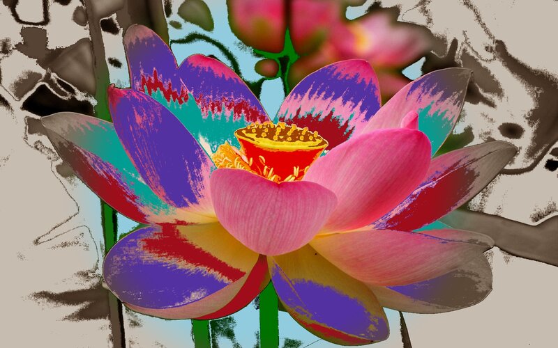 Colorful Lotus Flower — Pink