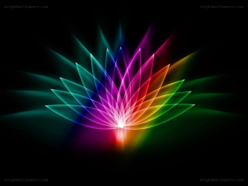 Colorful lotus flower